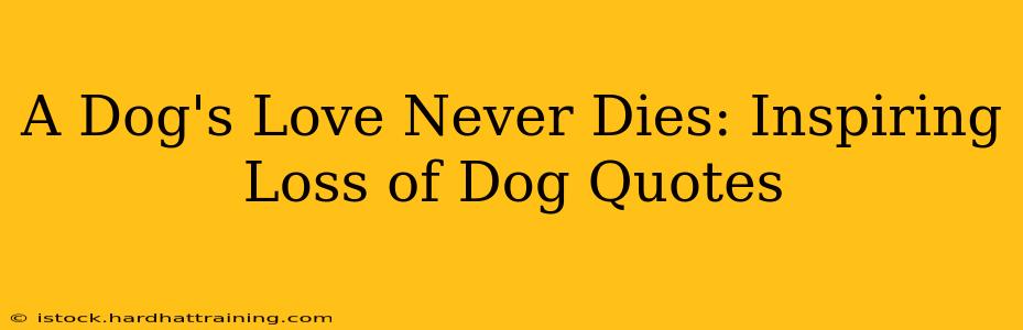 A Dog's Love Never Dies: Inspiring Loss of Dog Quotes