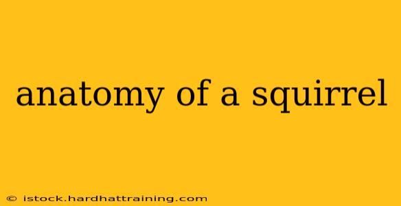 anatomy of a squirrel