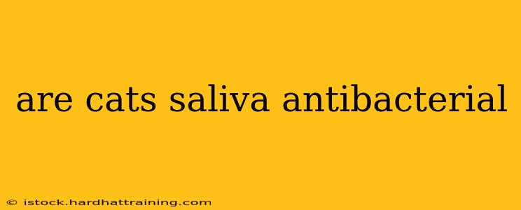 are cats saliva antibacterial