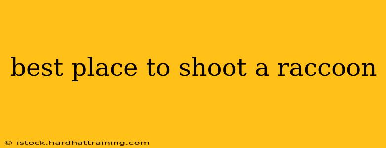 best place to shoot a raccoon