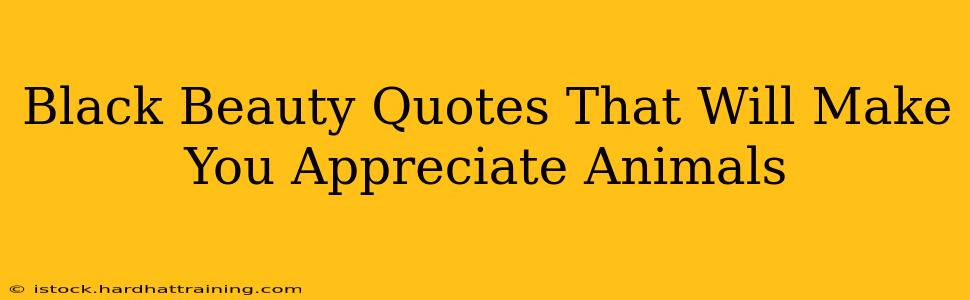 Black Beauty Quotes That Will Make You Appreciate Animals