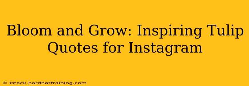 Bloom and Grow: Inspiring Tulip Quotes for Instagram