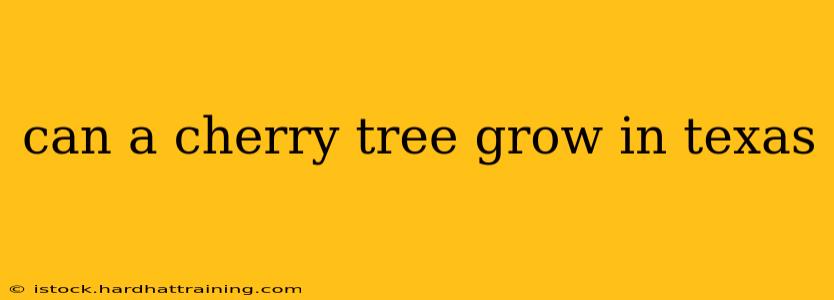 can a cherry tree grow in texas