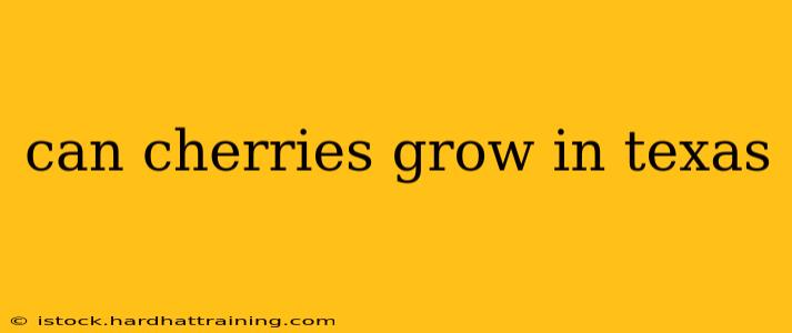 can cherries grow in texas