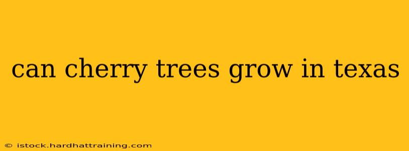 can cherry trees grow in texas
