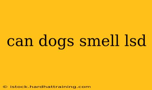 can dogs smell lsd