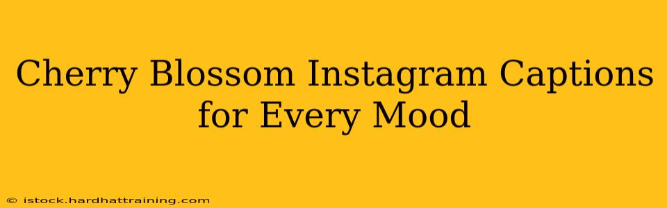 Cherry Blossom Instagram Captions for Every Mood