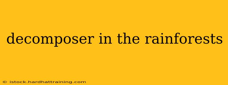 decomposer in the rainforests