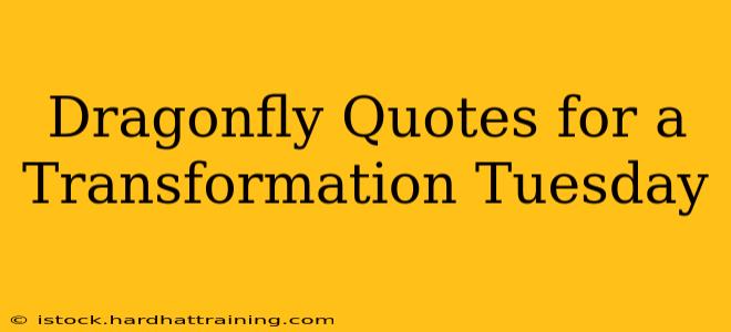 Dragonfly Quotes for a Transformation Tuesday