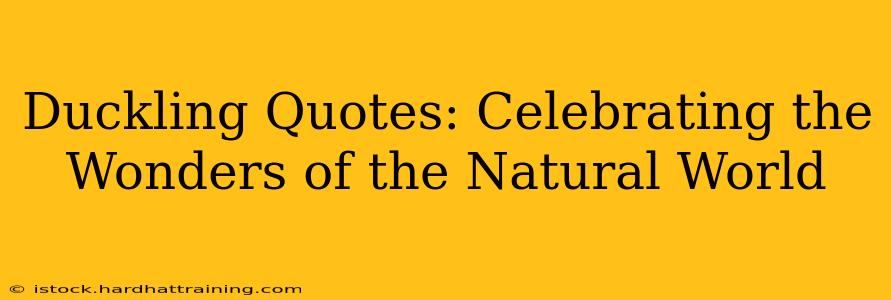 Duckling Quotes: Celebrating the Wonders of the Natural World