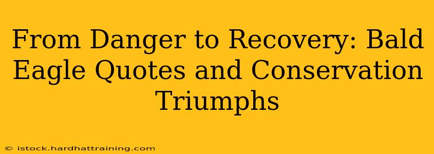 From Danger to Recovery: Bald Eagle Quotes and Conservation Triumphs
