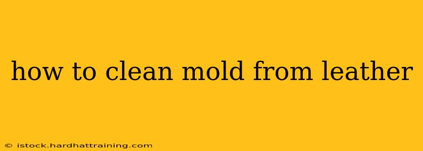 how to clean mold from leather
