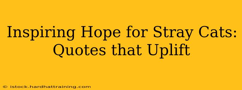 Inspiring Hope for Stray Cats: Quotes that Uplift