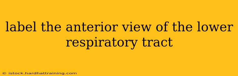label the anterior view of the lower respiratory tract