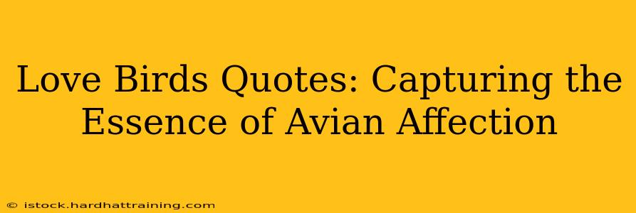 Love Birds Quotes: Capturing the Essence of Avian Affection