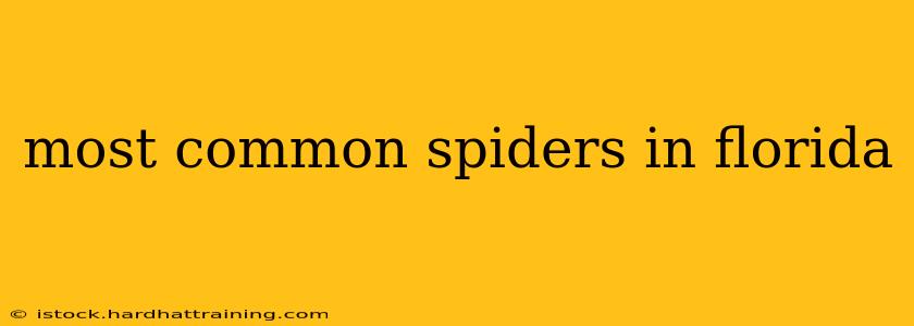most common spiders in florida