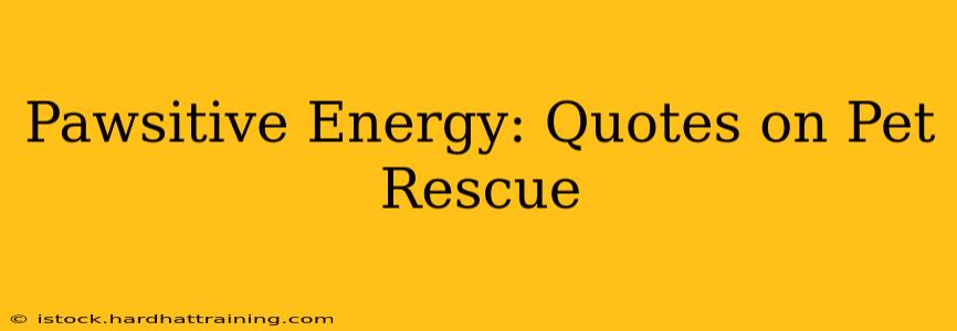 Pawsitive Energy: Quotes on Pet Rescue