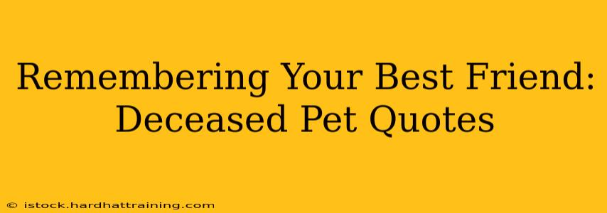 Remembering Your Best Friend: Deceased Pet Quotes