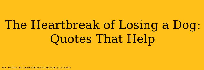 The Heartbreak of Losing a Dog: Quotes That Help