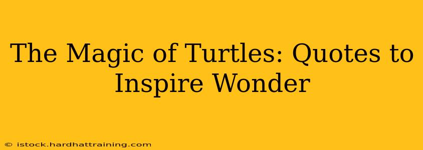 The Magic of Turtles: Quotes to Inspire Wonder