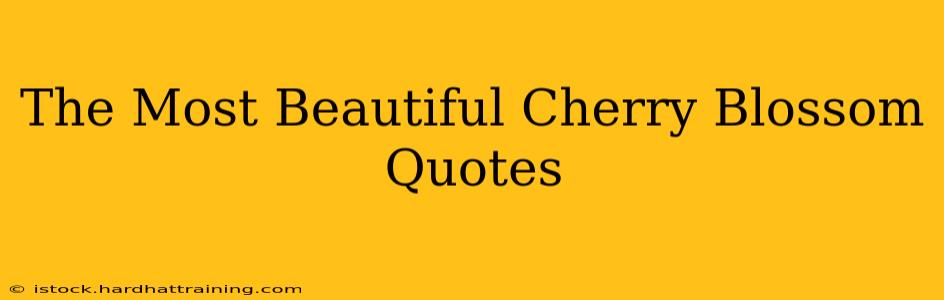The Most Beautiful Cherry Blossom Quotes