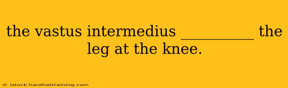 the vastus intermedius __________ the leg at the knee.