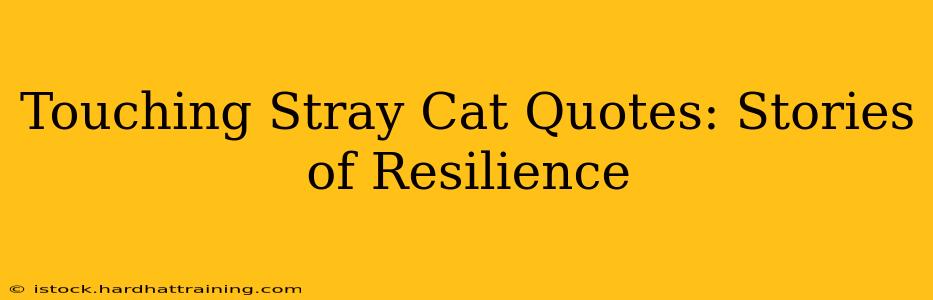 Touching Stray Cat Quotes: Stories of Resilience