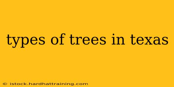 types of trees in texas