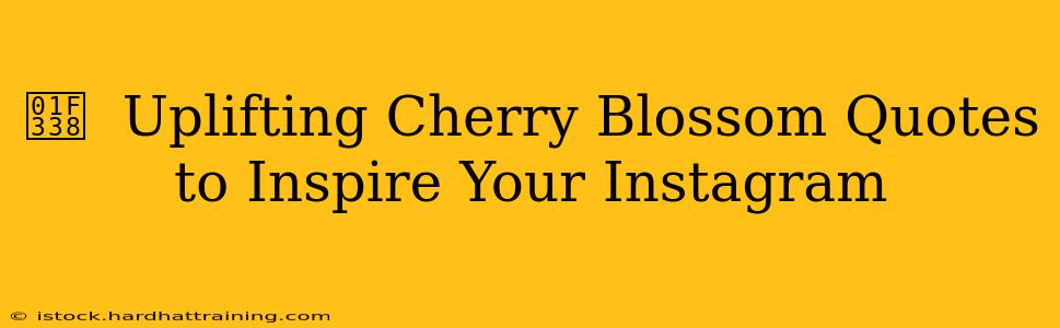 🌸  Uplifting Cherry Blossom Quotes to Inspire Your Instagram