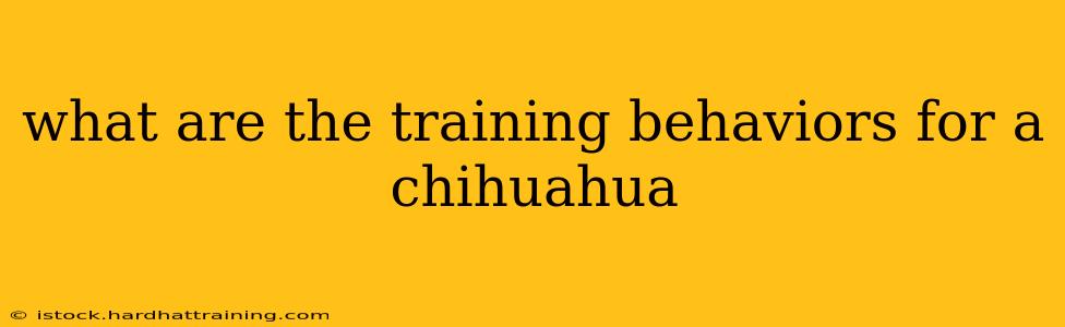what are the training behaviors for a chihuahua