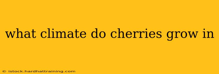 what climate do cherries grow in