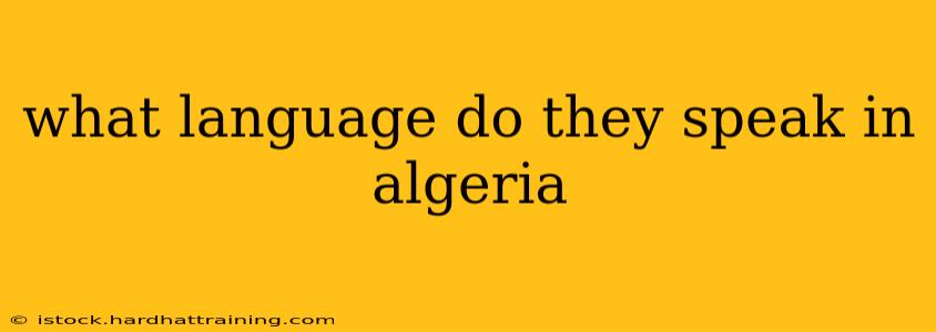 what language do they speak in algeria