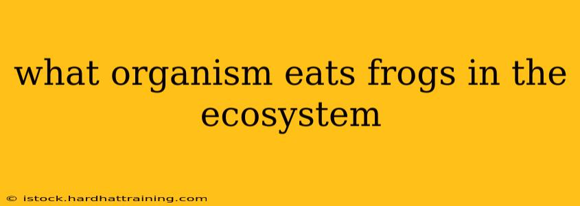 what organism eats frogs in the ecosystem