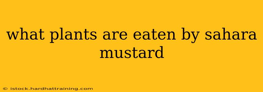 what plants are eaten by sahara mustard