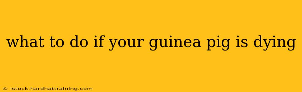 what to do if your guinea pig is dying