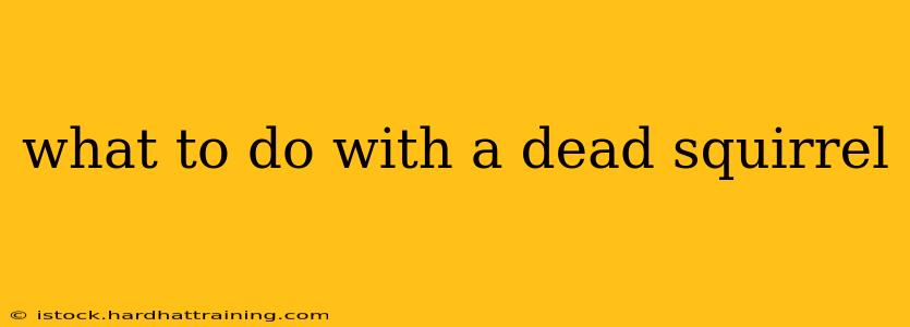what to do with a dead squirrel
