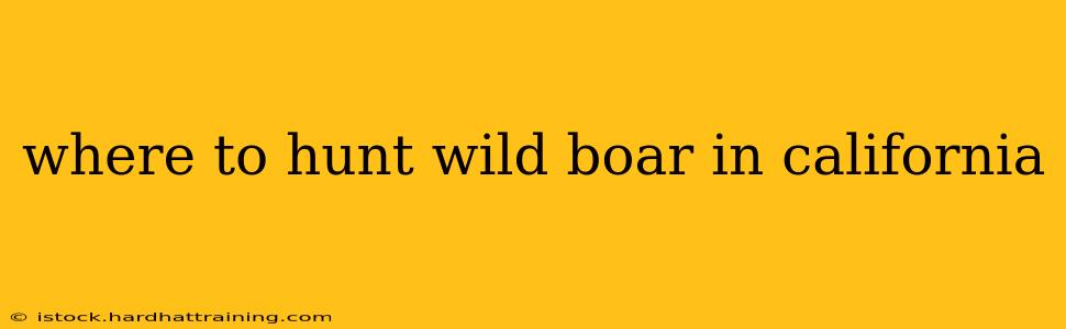 where to hunt wild boar in california