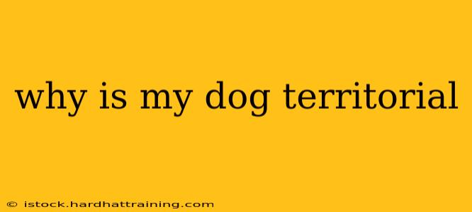 why is my dog territorial