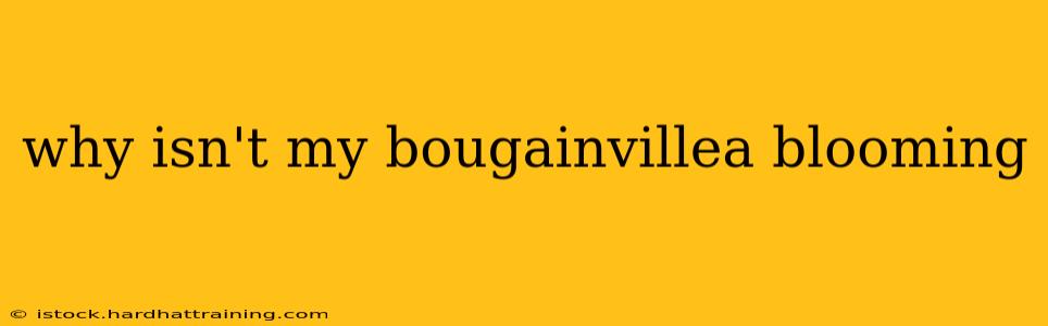 why isn't my bougainvillea blooming